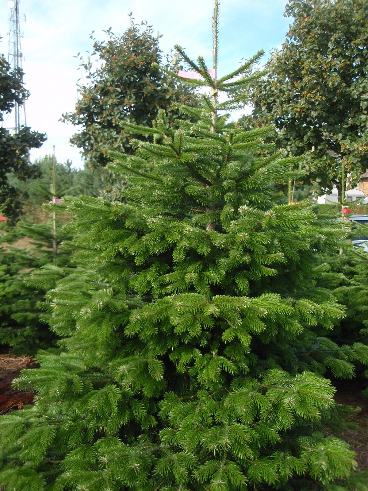 Пихта нордманская Премиум